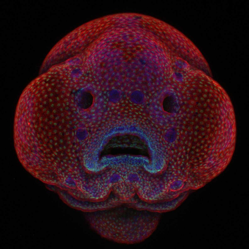Illustration for article titled Las mejores microfotografĂas del año nos muestran la increĂble belleza de lo que no podemos ver